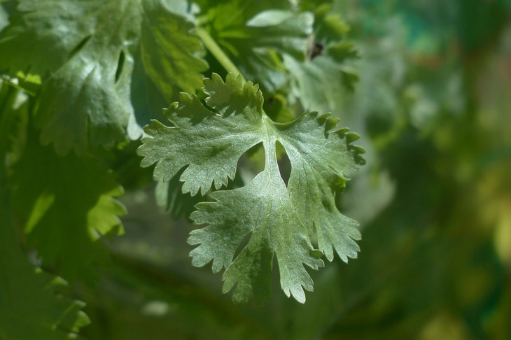 super healthy common herbs: cilantro
