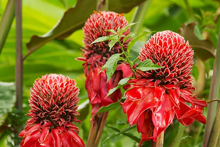 Beautiful flowers: Banksia coccinea