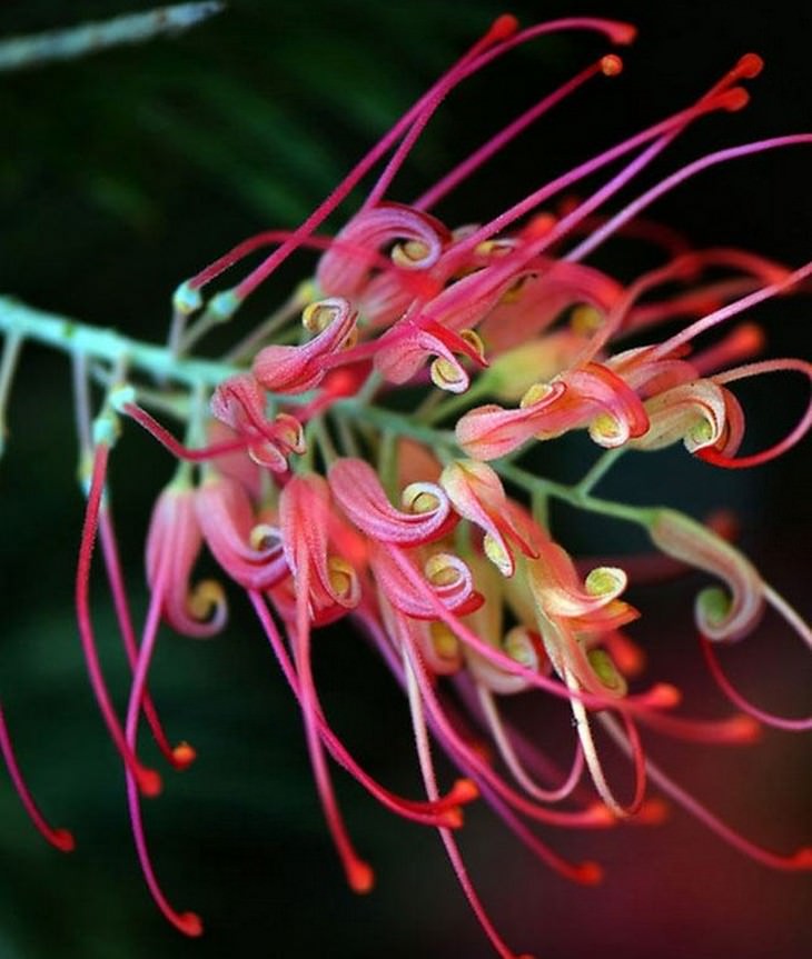 Beautiful flowers: Red Grevillea Spider Flower
