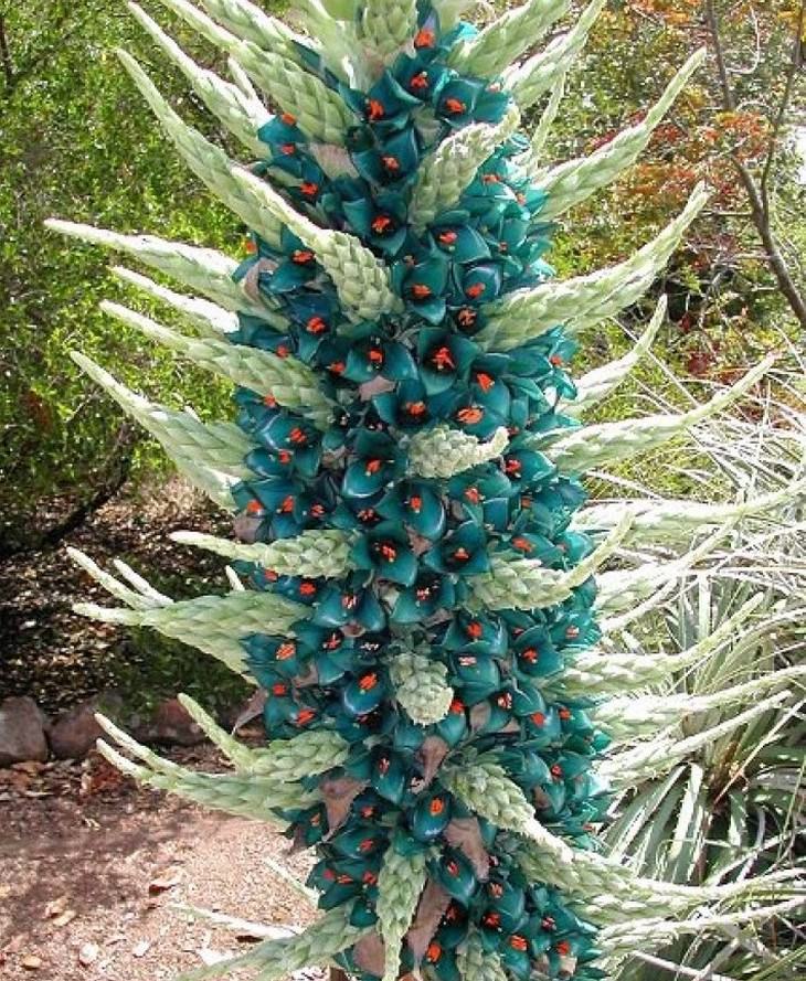 Beautiful flowers: Puya Berteroniana