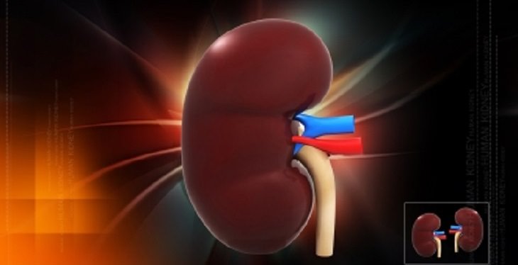 15 Daily Habits That Damage Our Kidneys
