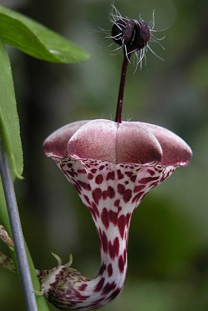 Beautiful flowers: Ceropegia haygarthii