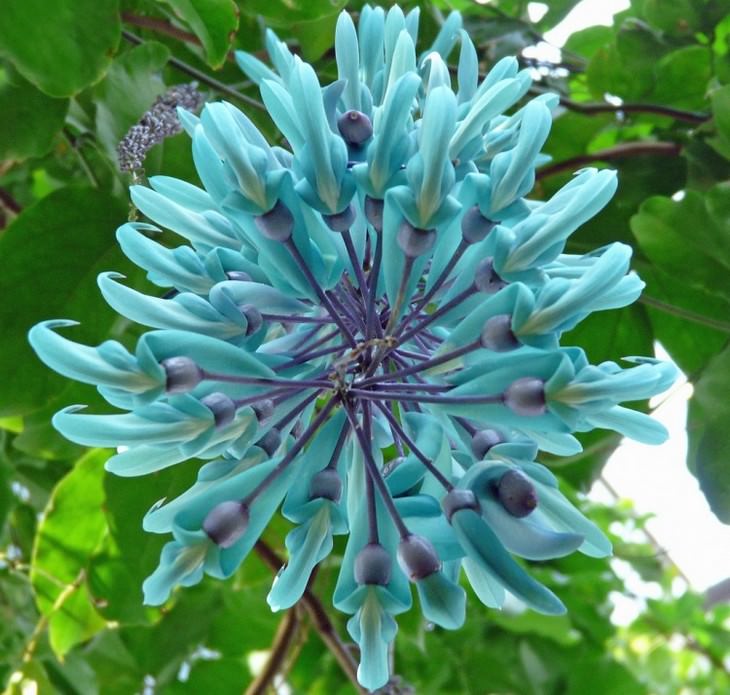 Beautiful flowers: Jade vine