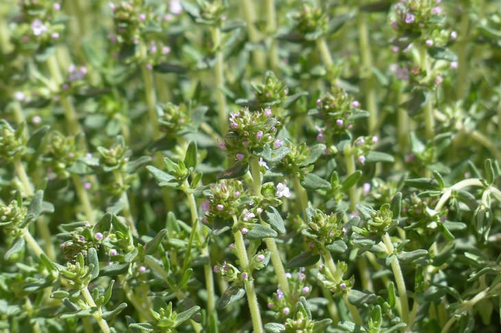 super healthy common herbs: thyme