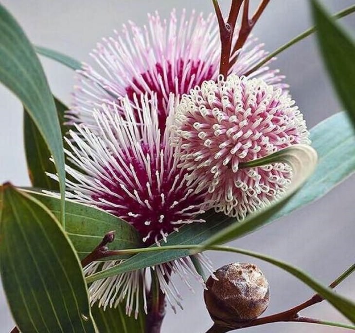 Beautiful flowers: Hakea laurina