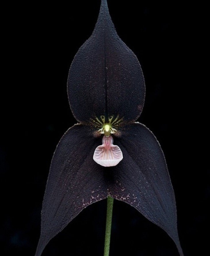 Beautiful flowers: Dracula Orchid