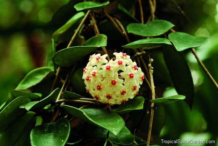 Beautiful flowers: Hoya