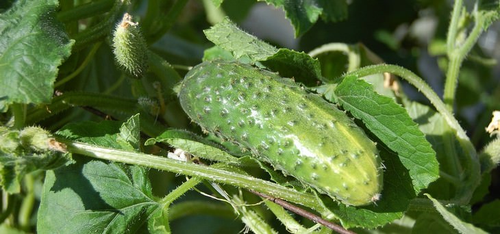 vegetables you can grow in a pot