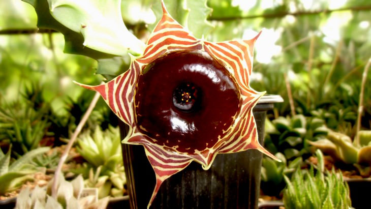 Beautiful flowers: Huernia zebrina