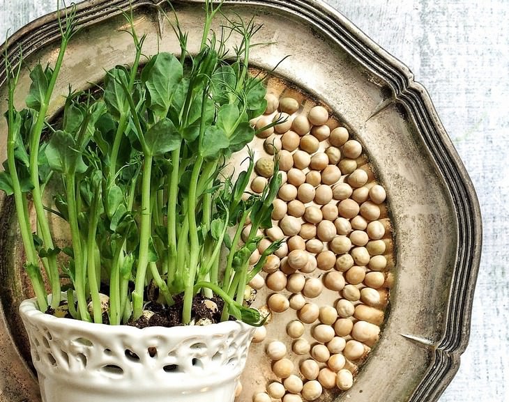 vegetables you can grow in a pot