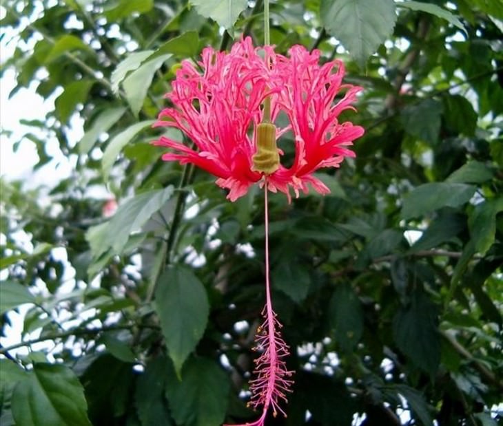 Beautiful flowers: Lantern Flower