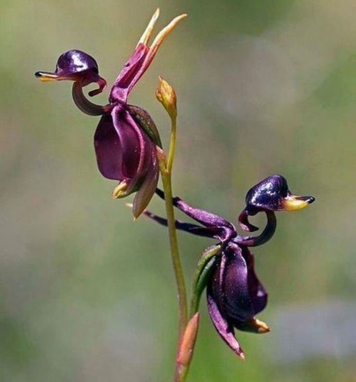 Beautiful flowers: Flying Duck Orchid