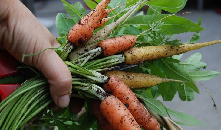 vegetables you can grow in a pot