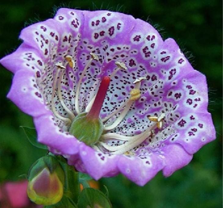 Beautiful flowers: Foxglove