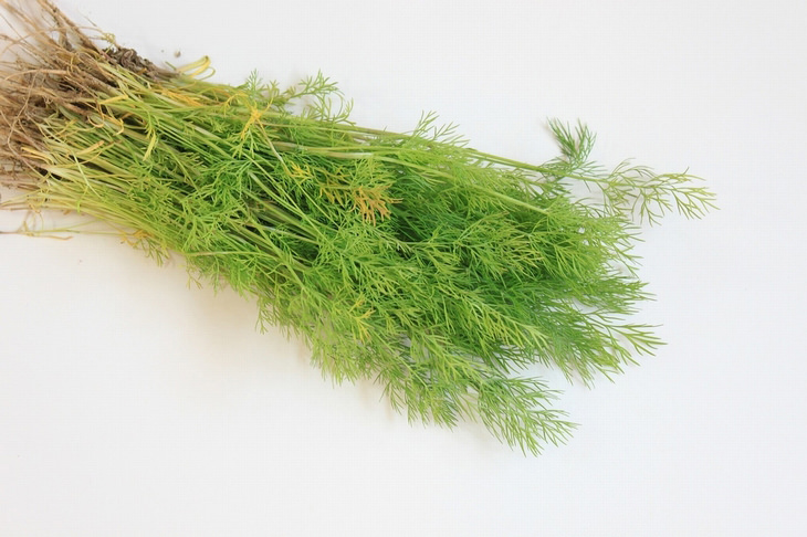 super healthy common herbs: dill