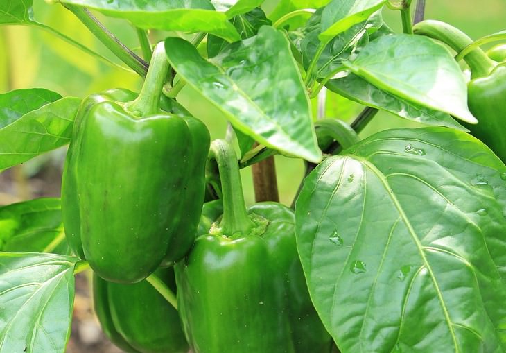 vegetables you can grow in a pot