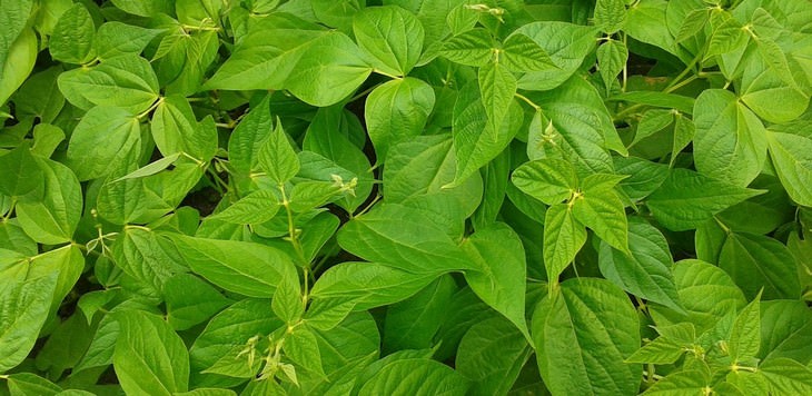 vegetables you can grow in a pot