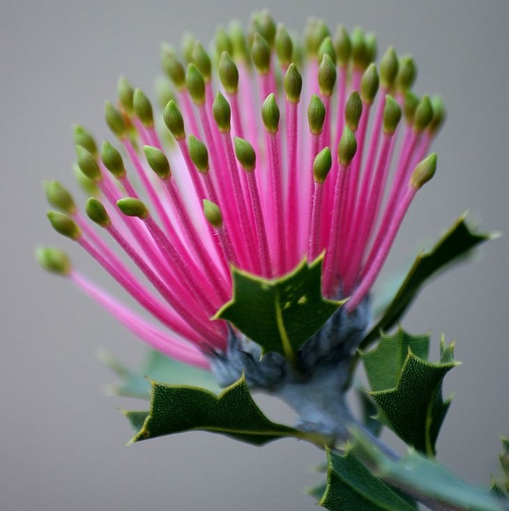 Beautiful flowers: Banksia cuneata