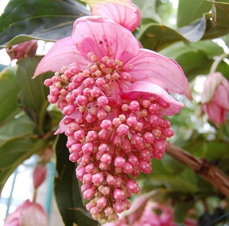 Beautiful flowers: Medinilla magnifica