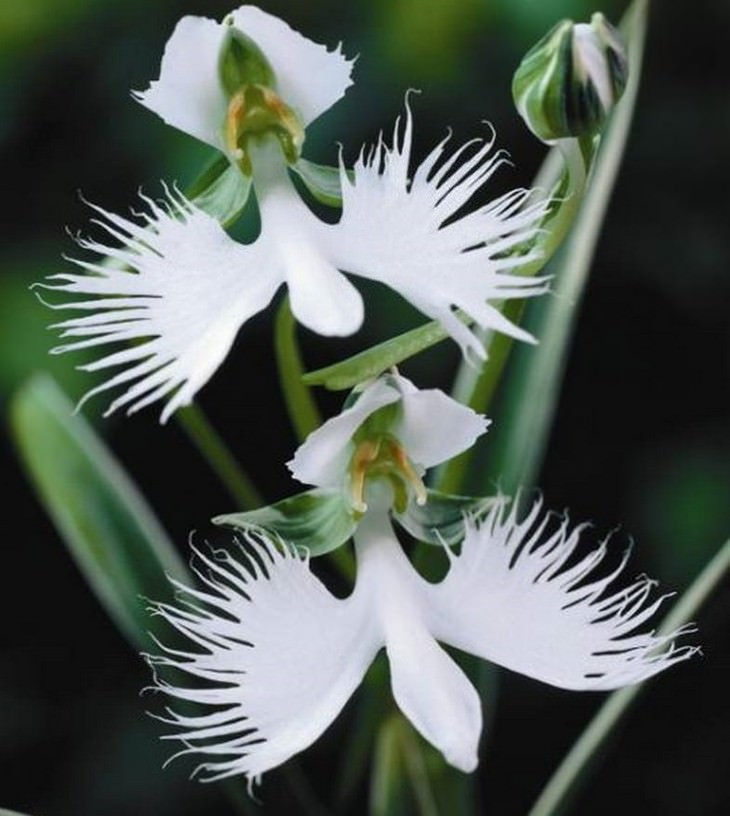 Beautiful flowers: Wild Orchids