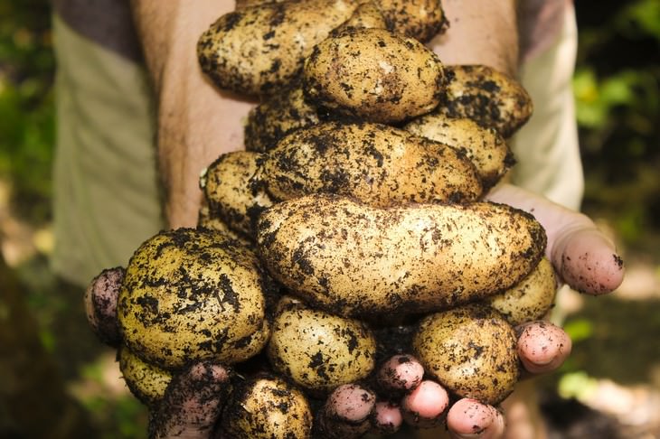 vegetables you can grow in a pot