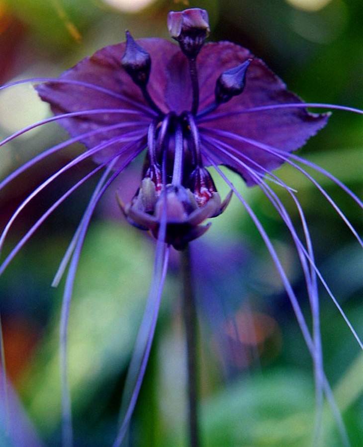 Beautiful flower: Bat flower