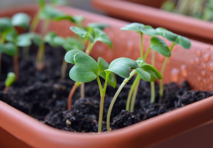 vegetables you can grow in a pot