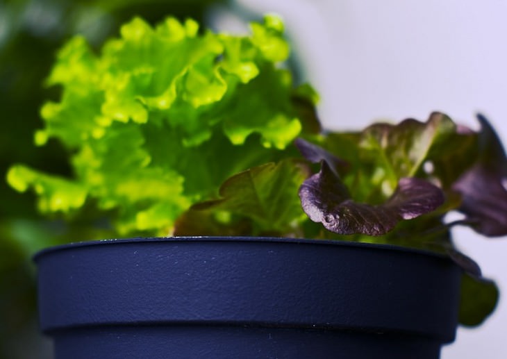 vegetables you can grow in a pot