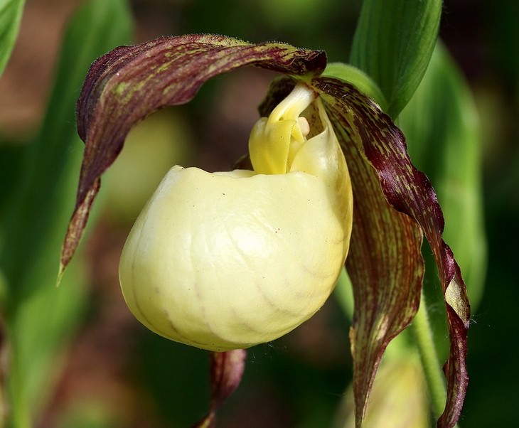 Beautiful flowers: Kentucky Lady's Slipper