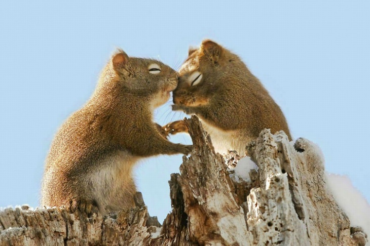 kissing-animals