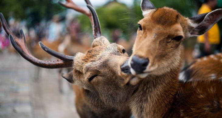 animals kissing