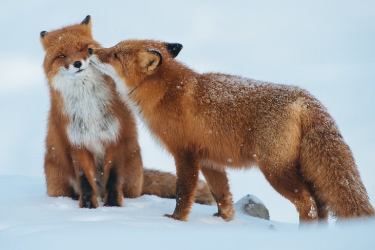 kissing-animals