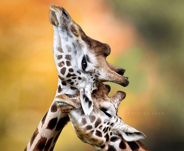 kissing-animals