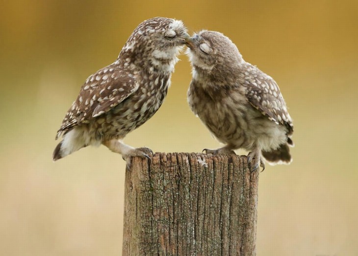 kissing-animals