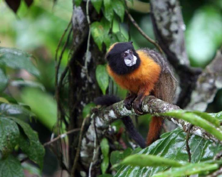 Amazing Sights - Amazon - Nature - South America