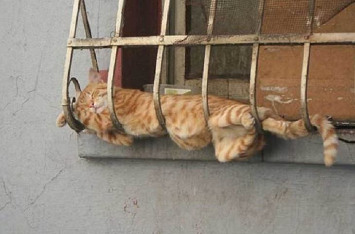 cats sleeping