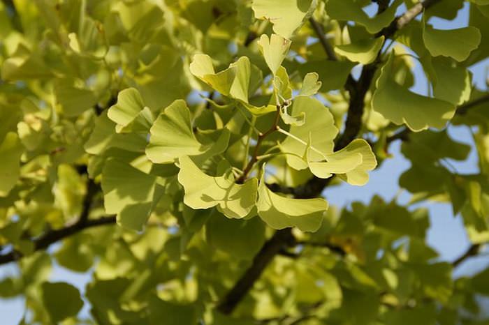 Herbs for memory: Ginko Biloba