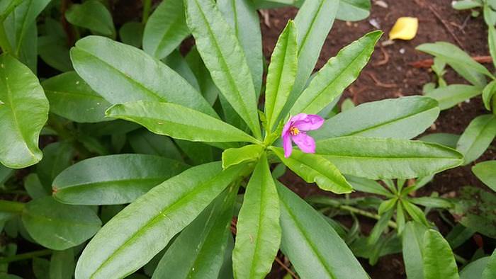 Herbs for memory: Ginseng