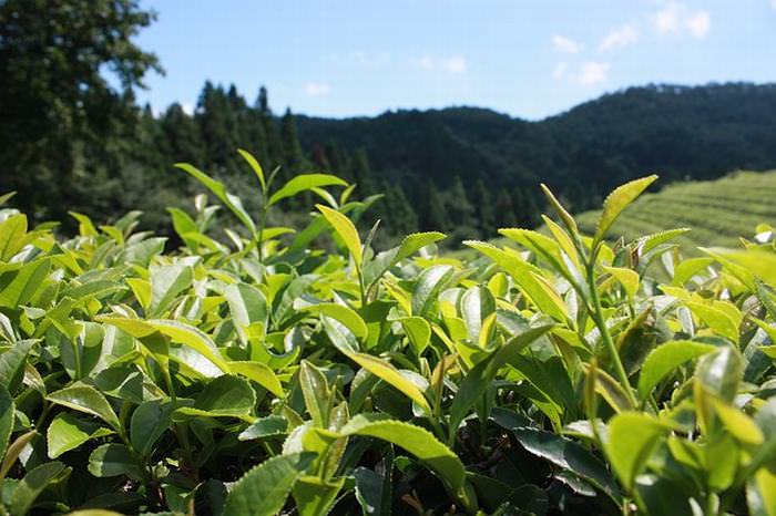 Herbs for memory: Green Tea