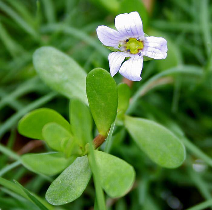 Herbs for memory: Bacopa