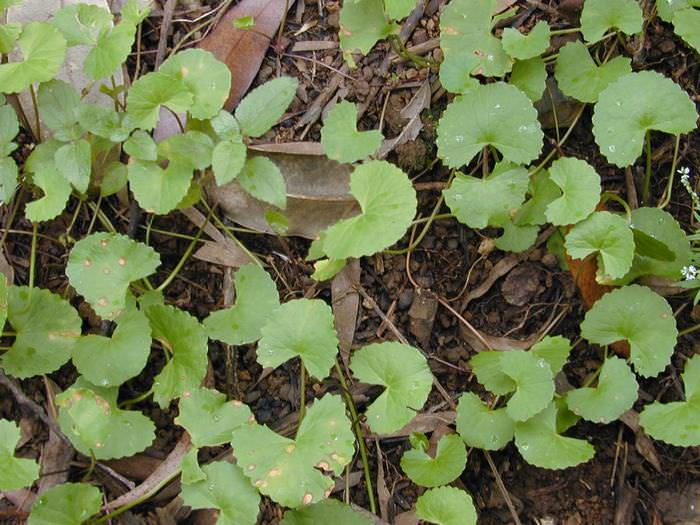 Herbs for memory: Gotu Kola