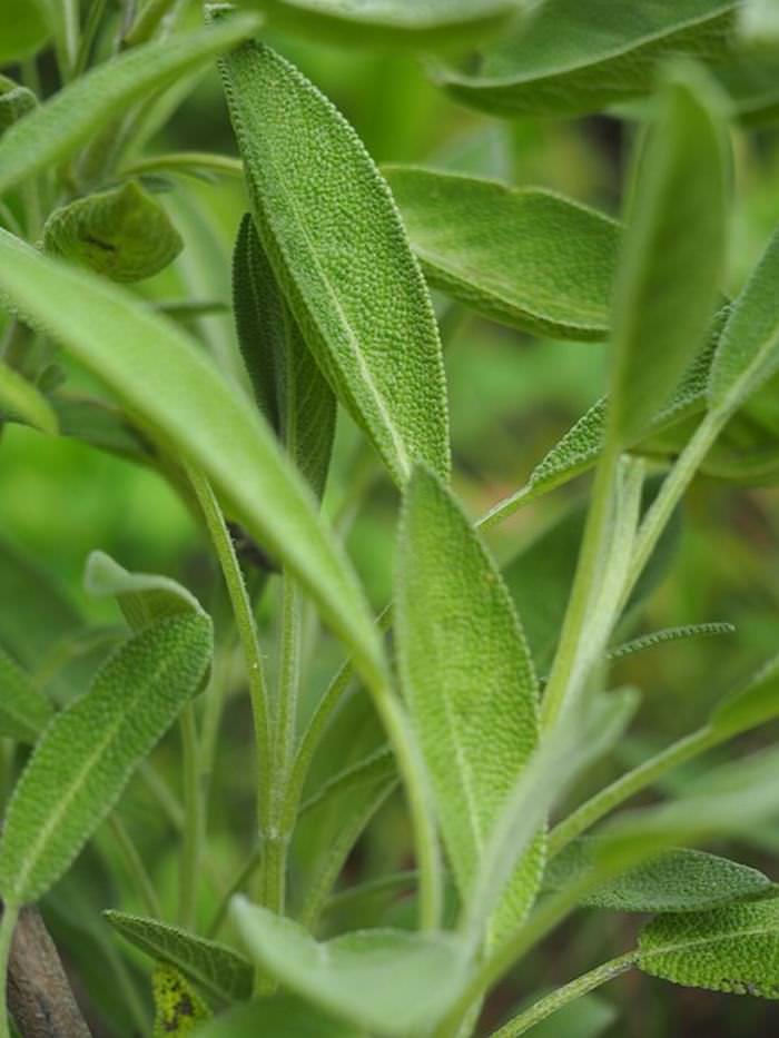 Herbs for memory: Sage