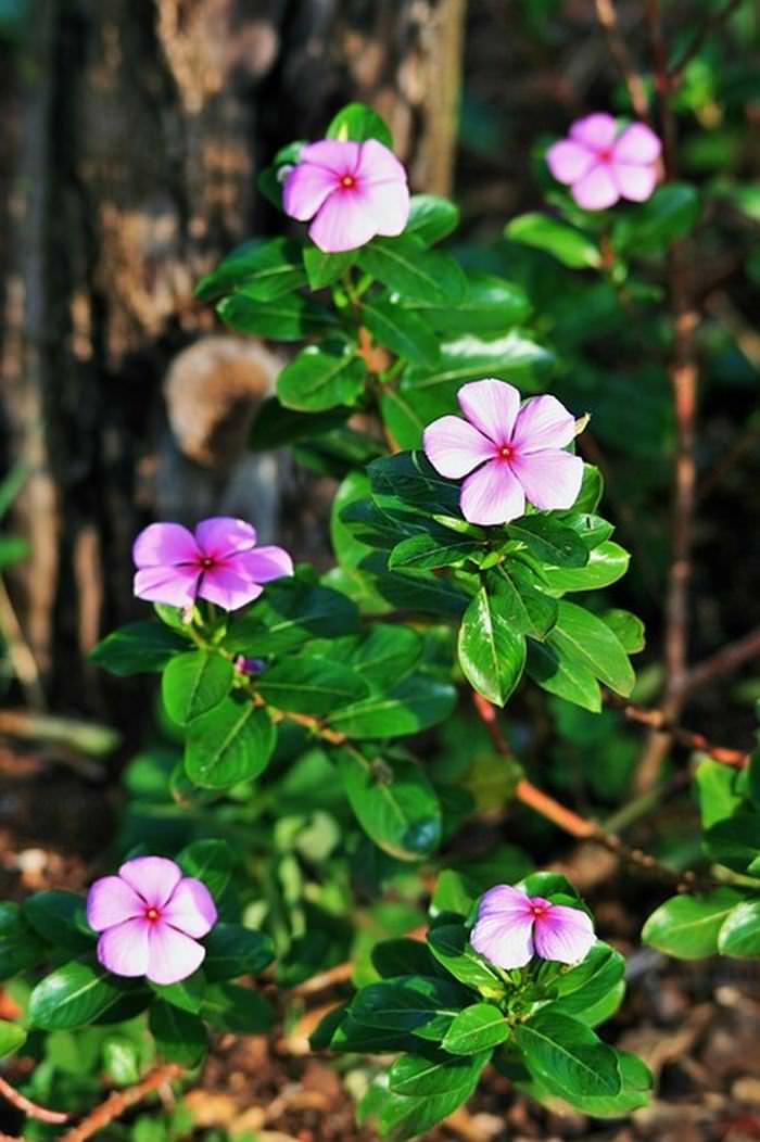 Herbs for memory: Periwinkle