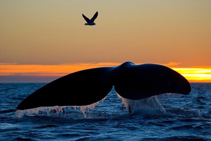 Whales Must Be the Most Majestic Creatures In the World