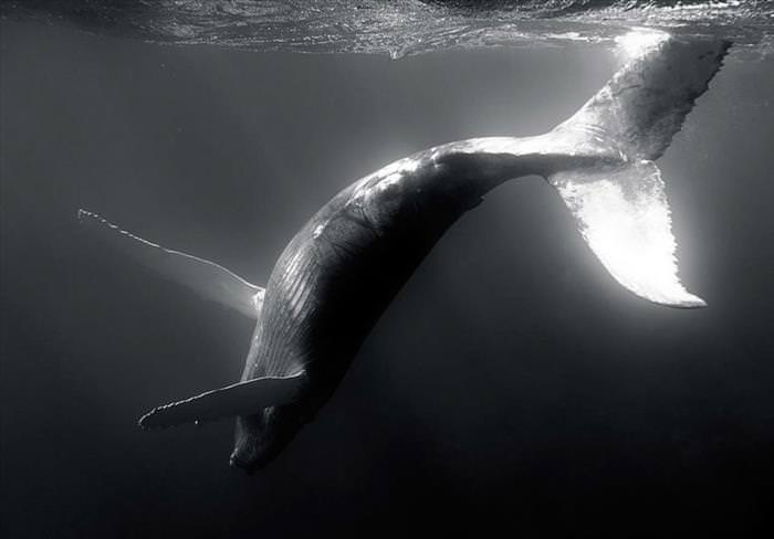 Whales Must Be the Most Majestic Creatures In the World