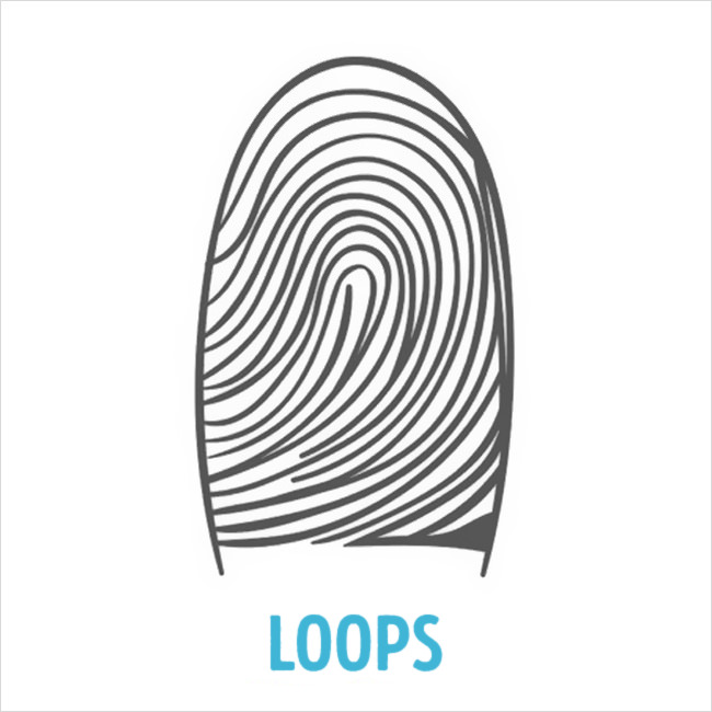 ulnar loop vs radial loop fingerprint