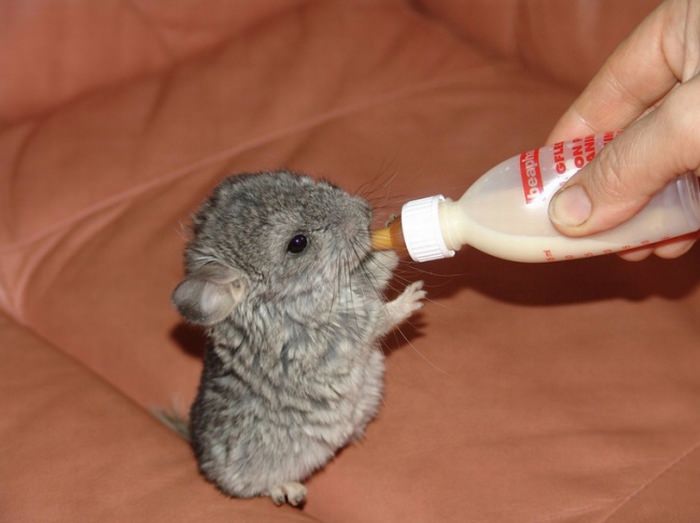 These Baby Animals Are So Cute, They'll Make You Go Awww