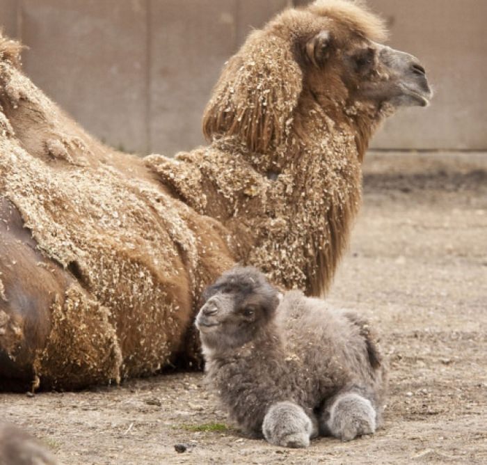 These Baby Animals Are So Cute, They'll Make You Go Awww