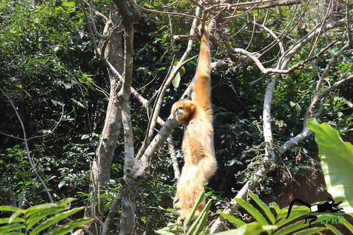 These Baby Monkey Bring Awareness To Endangered Primates