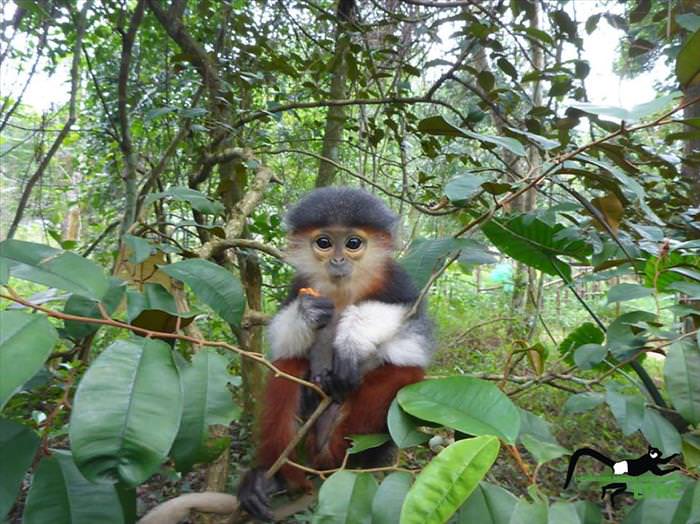 These Baby Monkey Bring Awareness To Endangered Primates